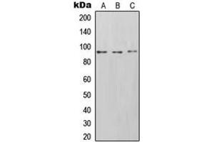 Western blot analysis of CD54 expression in Saos2 (A), HT1080 (B), Raji (C) whole cell lysates. (ICAM1 anticorps  (C-Term))