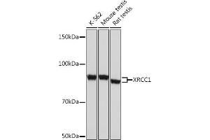 Western blot analysis of extracts of various cell lines, using XRCC1 Rabbit mAb (ABIN1682933, ABIN3018593, ABIN3018594 and ABIN7101631) at 1:1000 dilution. (XRCC1 anticorps)
