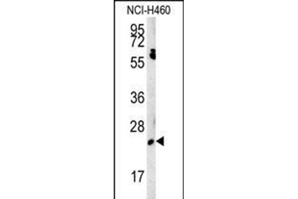 EBPL anticorps  (C-Term)