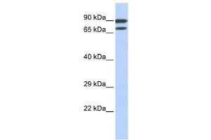 Western Blotting (WB) image for anti-Zinc Finger Protein 583 (ZNF583) antibody (ABIN2458219) (ZNF583 anticorps)