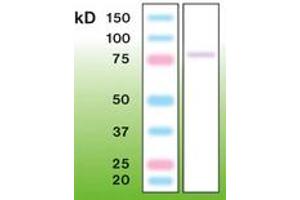 Image no. 1 for anti-Protein Kinase C, gamma (PRKCG) antibody (ABIN6756689) (PKC gamma anticorps)