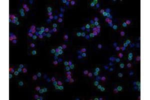 Immunofluorescence (IF) image for anti-CD4 (CD4) antibody (Alexa Fluor 488) (ABIN2657418) (CD4 anticorps  (Alexa Fluor 488))