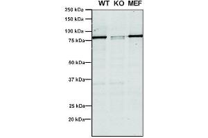 Western Blot analysis of Human, Mouse A549, MEF showing detection of VPS35 protein using Mouse Anti-VPS35 Monoclonal Antibody, Clone 5A9 (ABIN6932953). (VPS35 anticorps  (PerCP))