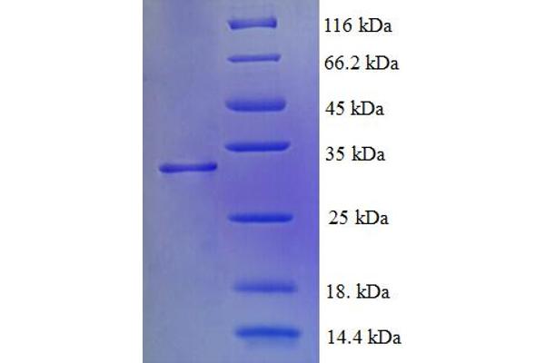 ATPAF2 Protein (AA 41-289) (His tag)