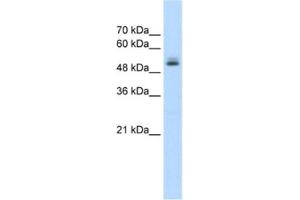 Western Blotting (WB) image for anti-Pre-mRNA Processing Factor 19 (PRPF19) antibody (ABIN2462670) (PRP19 anticorps)