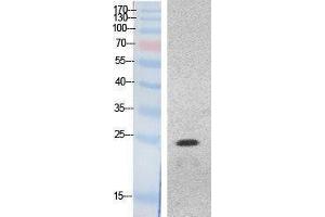 Western Blotting (WB) image for anti-High Mobility Group Box 1 (HMGB1) (Internal Region) antibody (ABIN3178518) (HMGB1 anticorps  (Internal Region))
