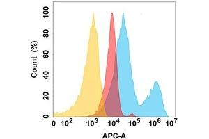 protein is highly expressed on the surface of Expi293 cell membrane. (ROR2 anticorps  (AA 34-403))