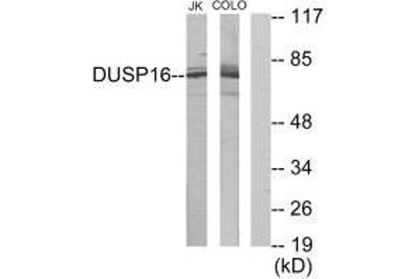 DUSP16 anticorps