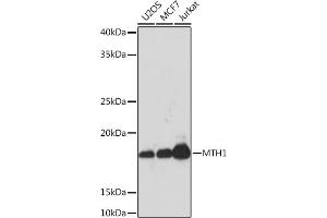 Western blot analysis of extracts of various cell lines, using MTH1 Rabbit mAb (ABIN1680628, ABIN7101592, ABIN7101593 and ABIN7101594) at 1:1000 dilution. (NUDT1 anticorps)