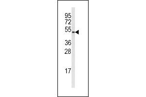 Western blot analysis of anti-Cyclin B1 Antibody  (ABIN391868 and ABIN2841693) in  cell line lysates (35 μg/lane). (Cyclin B1 anticorps  (AA 104-133))