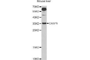 Western blot analysis of extracts of mouse liver, using CASP6 Antibody (ABIN5970901) at 1/1000 dilution. (Caspase 6 anticorps)