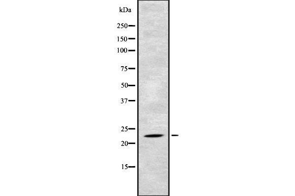 TAF10 anticorps  (N-Term)