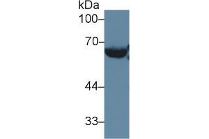 Rabbit Capture antibody from the kit in WB with Positive Control: Mouse serum. (LCAT Kit ELISA)