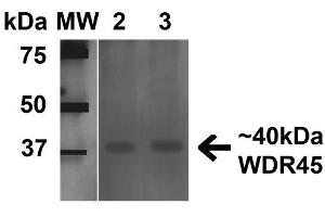 Western blot analysis of Human 293Trap cell lysates showing detection of 40 kDa WDR45 protein using Rabbit Anti-WDR45 Polyclonal Antibody . (WDR45 anticorps  (AA 312-322) (FITC))