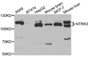 Western blot analysis of extracts of various cell lines, using NTRK3 antibody (ABIN5973454) at 1/1000 dilution. (NTRK3 anticorps)