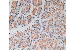 Used in DAB staining on fromalin fixed paraffin- embedded stomach tissue (Peroxiredoxin 2 anticorps  (AA 6-164))
