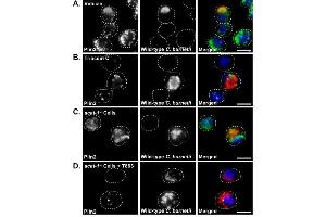 Immunostaining (ISt) image for anti-Perilipin 2 (PLIN2) (AA 1-29), (N-Term) antibody (ABIN285650)