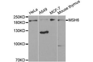 Western blot analysis of extracts of various cell lines, using MSH6 antibody. (MSH6 anticorps)
