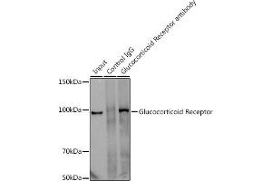 Immunoprecipitation analysis of 300 μg extracts of U-251MG cells using 3 μg Glucocorticoid Receptor antibody (ABIN7269016). (Glucocorticoid Receptor anticorps)