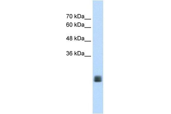 TMEM178 anticorps  (Middle Region)