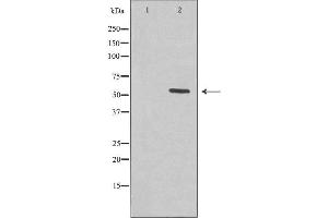 Western blot analysis of extracts from HepG2 cells, using KCNS2 antibody. (KCNS2 anticorps  (Internal Region))