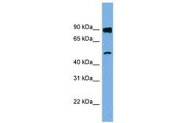 FAM160B1 anticorps  (AA 35-84)