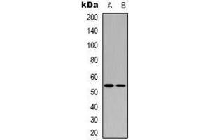 Western blot analysis of p53 expression in HEK293T (A), COLO205 (B) whole cell lysates. (p53 anticorps)