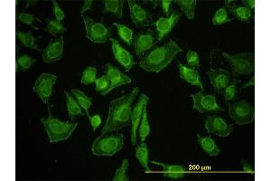 Immunofluorescence (IF) image for anti-Leucine Zipper-EF-Hand Containing Transmembrane Protein 1 (LETM1) (AA 601-708) antibody (ABIN561659)