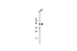 Anti-MBD2 Antibody  at 1:1000 dilution + K562 whole cell lysate Lysates/proteins at 20 μg per lane. (MBD2 anticorps  (AA 120-151, AA 120-152))