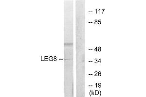 Western blot analysis of extracts from 3T3 cells, using LEG8 antibody. (LGALS8 anticorps  (Internal Region))