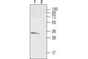 Western blot analysis of rat brain membrane: - 1. (GALR3 anticorps  (2nd Extracellular Loop))