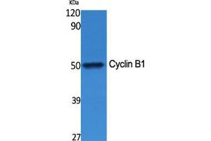 Western Blot (WB) analysis of specific cells using Cyclin B1 Polyclonal Antibody. (Cyclin B1 anticorps  (Ser126))