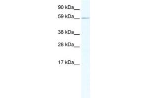 Western Blotting (WB) image for anti-RNA Binding Motif Protein 14 (RBM14) antibody (ABIN2461498) (RBM14 anticorps)