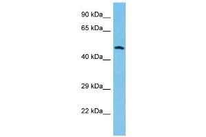 Western Blotting (WB) image for anti-Granulin (GRN) (Middle Region) antibody (ABIN2435794) (Granulin anticorps  (Middle Region))