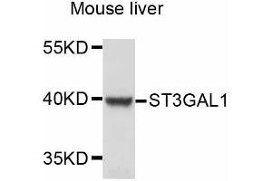 Western blot analysis of extracts of mouse liver, using ST3GAL1 antibody (ABIN5998972) at 1:3000 dilution. (ST3GAL1 anticorps)