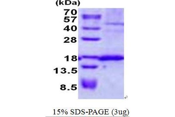 SSR4 Protein (His tag)