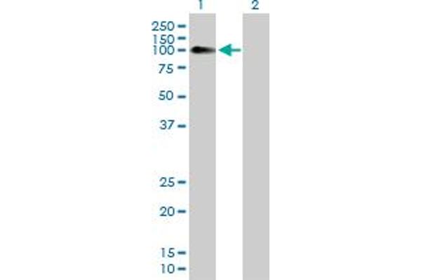 Neuroligin 4 anticorps  (AA 1-816)