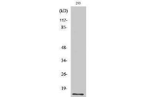 Western Blotting (WB) image for anti-Small Ubiquitin Related Modifier Protein 1 (SUMO1) (N-Term) antibody (ABIN3180349) (SUMO1 anticorps  (N-Term))