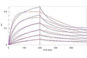 Bio-Layer Interferometry (BLI) image for Angiotensin I Converting Enzyme 2 (ACE2) protein (His tag,AVI tag,Biotin) (ABIN6952431)