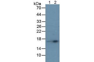 Western Blotting (WB) image for Transthyretin (TTR) ELISA Kit (ABIN6574196)