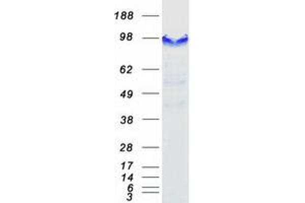 CASC3 Protein (Myc-DYKDDDDK Tag)