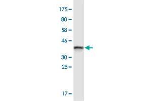 Western Blot detection against Immunogen (37. (BMP2K anticorps  (AA 540-650))