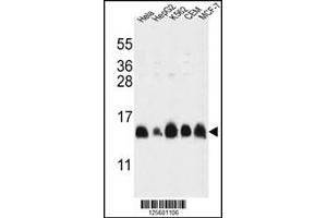 Western blot analysis in HL-60,HepG2,K562,CEM,MCF-7 cell line lysates (35ug/lane). (HIST1H2AL anticorps  (C-Term))