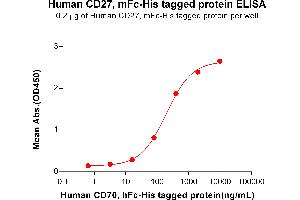 CD27 Protein (AA 20-191) (mFc-His Tag)