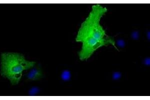 Immunofluorescence (IF) image for anti-Membrane Protein, Palmitoylated 3 (MAGUK P55 Subfamily Member 3) (MPP3) antibody (ABIN1499547) (MPP3 anticorps)