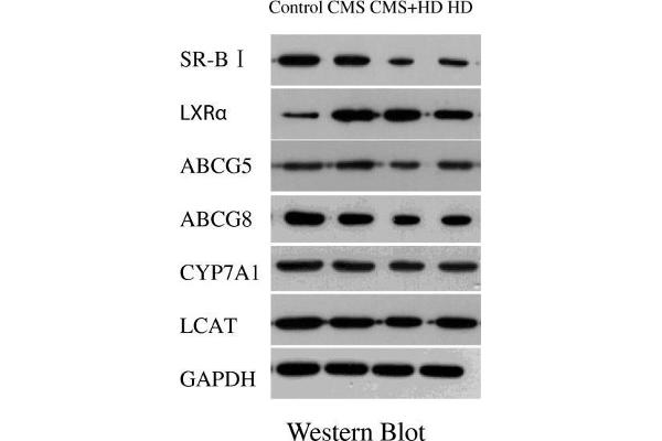 ABCG5 anticorps  (AA 251-350)