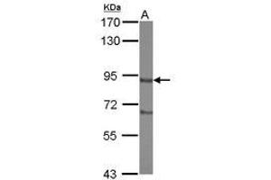 Image no. 1 for anti-Disrupted in Schizophrenia 1 (DISC1) (C-Term) antibody (ABIN1491767) (DISC1 anticorps  (C-Term))