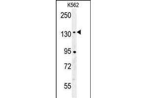 CILP2 Antibody (Center) (ABIN652088 and ABIN2840543) western blot analysis in K562 cell line lysates (35 μg/lane). (Cilp2 anticorps  (AA 825-852))