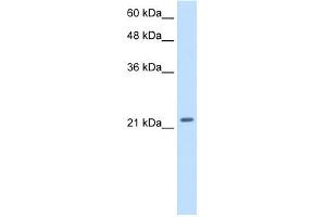 WB Suggested Anti-PMF1 Antibody Titration: 2. (PMF1 anticorps  (Middle Region))