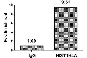 Chromatin Immunoprecipitation Hela (4*10 6 ) were treated with Micrococcal Nuclease, sonicated, and immunoprecipitated with 8 μg anti-HIST1H4A (ABIN7139186) or a control normal rabbit IgG. (HIST1H4A anticorps  (acLys5))